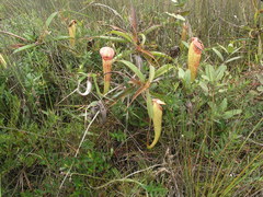 Nepenthes bokorensis