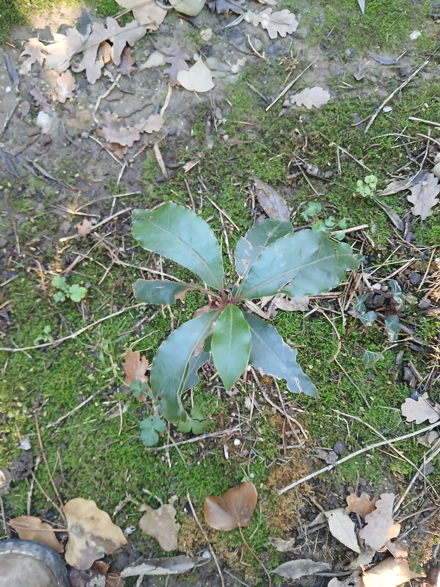 Photo by Maël Taupin via iNaturalist (Copyright Maël Taupin)