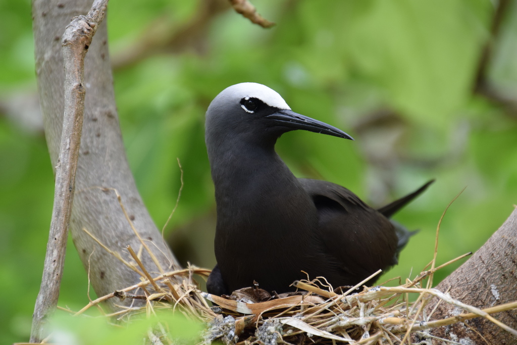Black Noddy (Anous minutus) photo