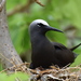 Black Noddy - Photo (c) Thomas Mesaglio, some rights reserved (CC BY-NC), uploaded by Thomas Mesaglio