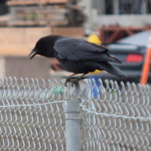American Crow (Corvus brachyrhynchos), photo 1