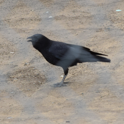 American Crow (Corvus brachyrhynchos), photo 2