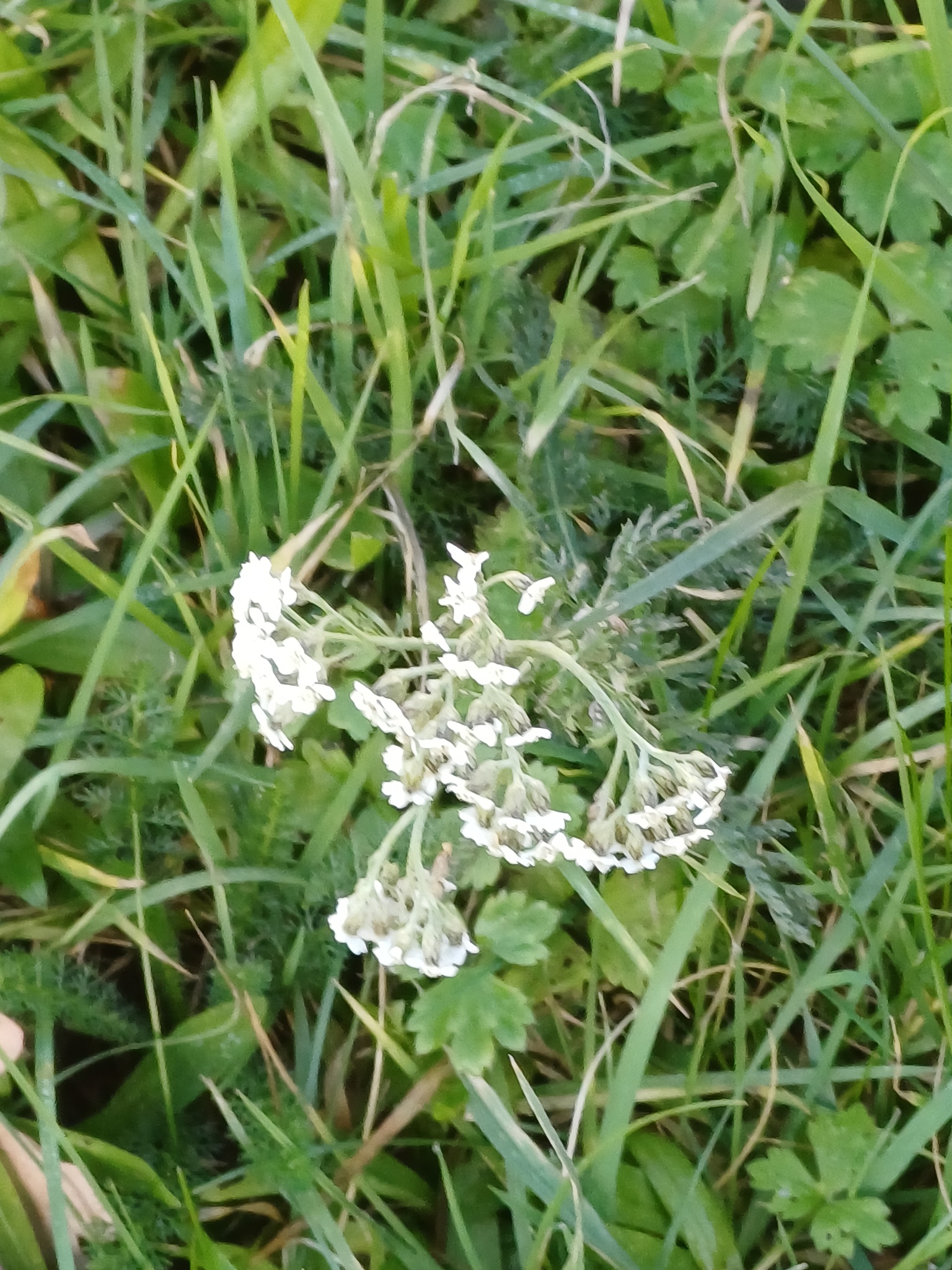 Řebříček Red Beauty — foto