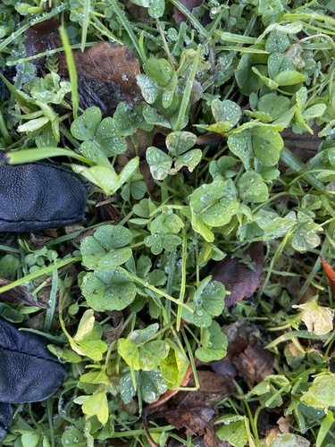 Spotted bur-clover