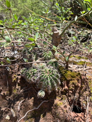 Echinopsis albispinosa