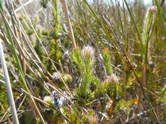 Serruria trilopha