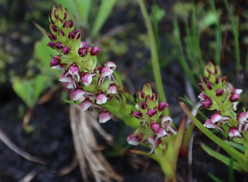 Peninsula Pungent Disa (Disa obtusa)