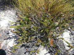 Serruria trilopha