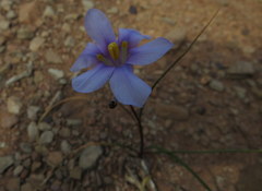 Moraea polyanthos