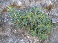 Ptilostemon hispanicus
