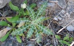 Ptilostemon hispanicus
