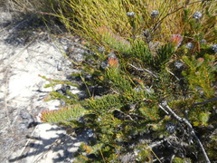Serruria trilopha