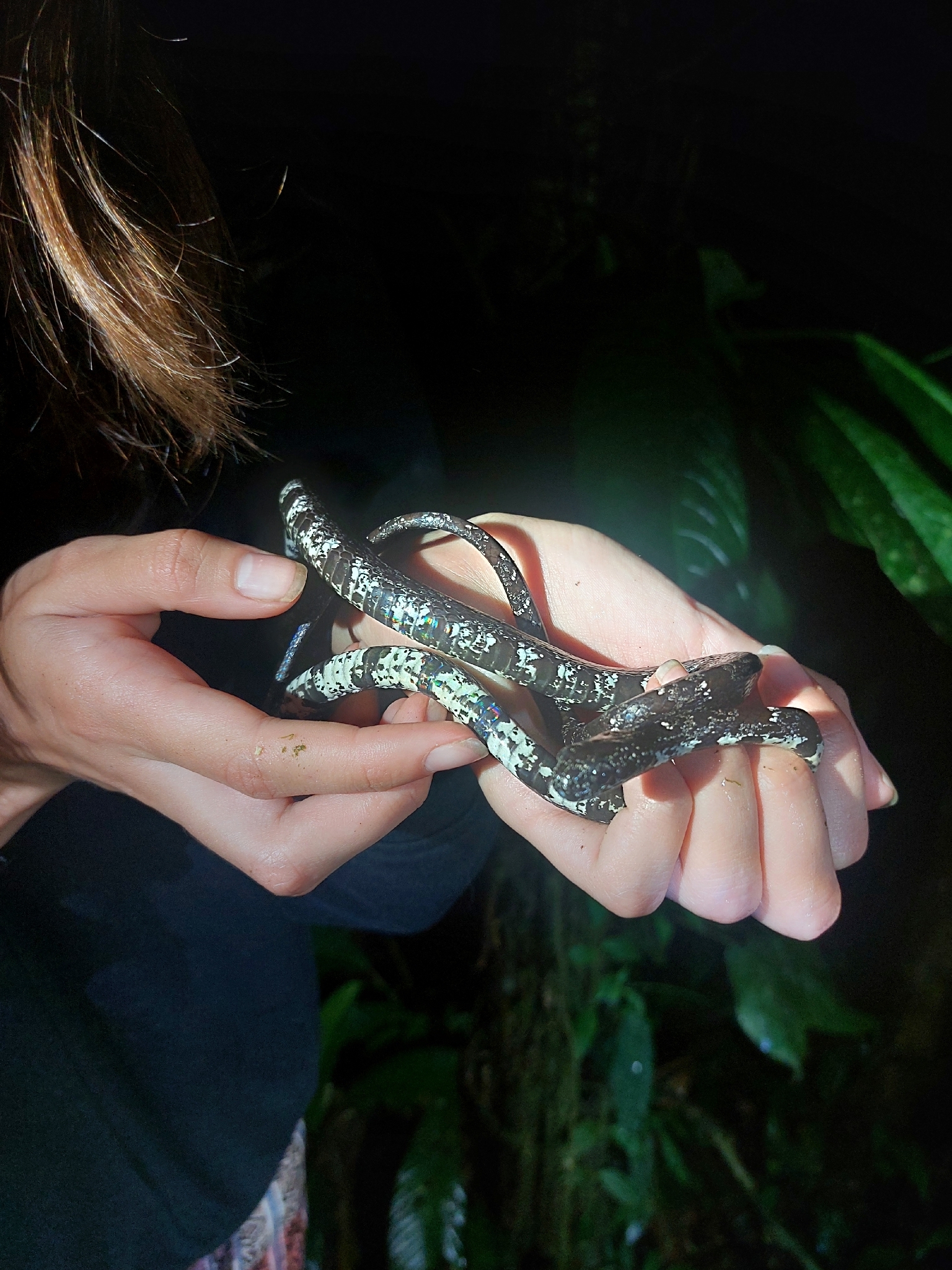 Vieira's Snail-Eating Snake photo 2