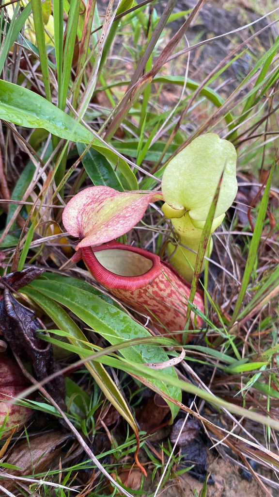 Nepenthes abalata Jebb & Cheek