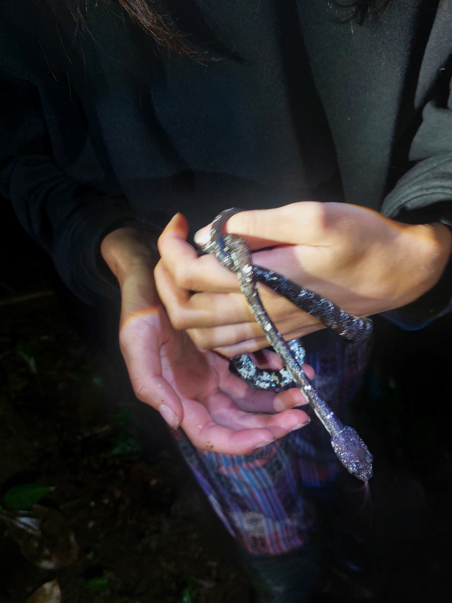 Vieira's Snail-Eating Snake photo 3