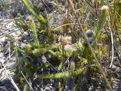 Serruria trilopha