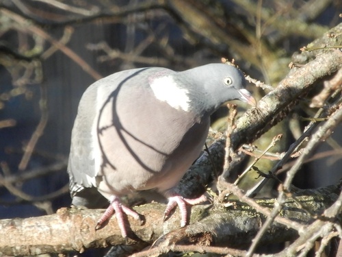 Common Wood Pigeon (Columba palumbus), photo 4