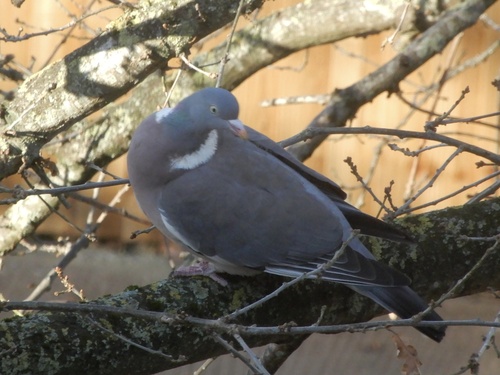 Common Wood Pigeon (Columba palumbus), photo 5