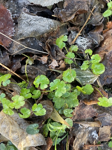 Shining crane's-bill
