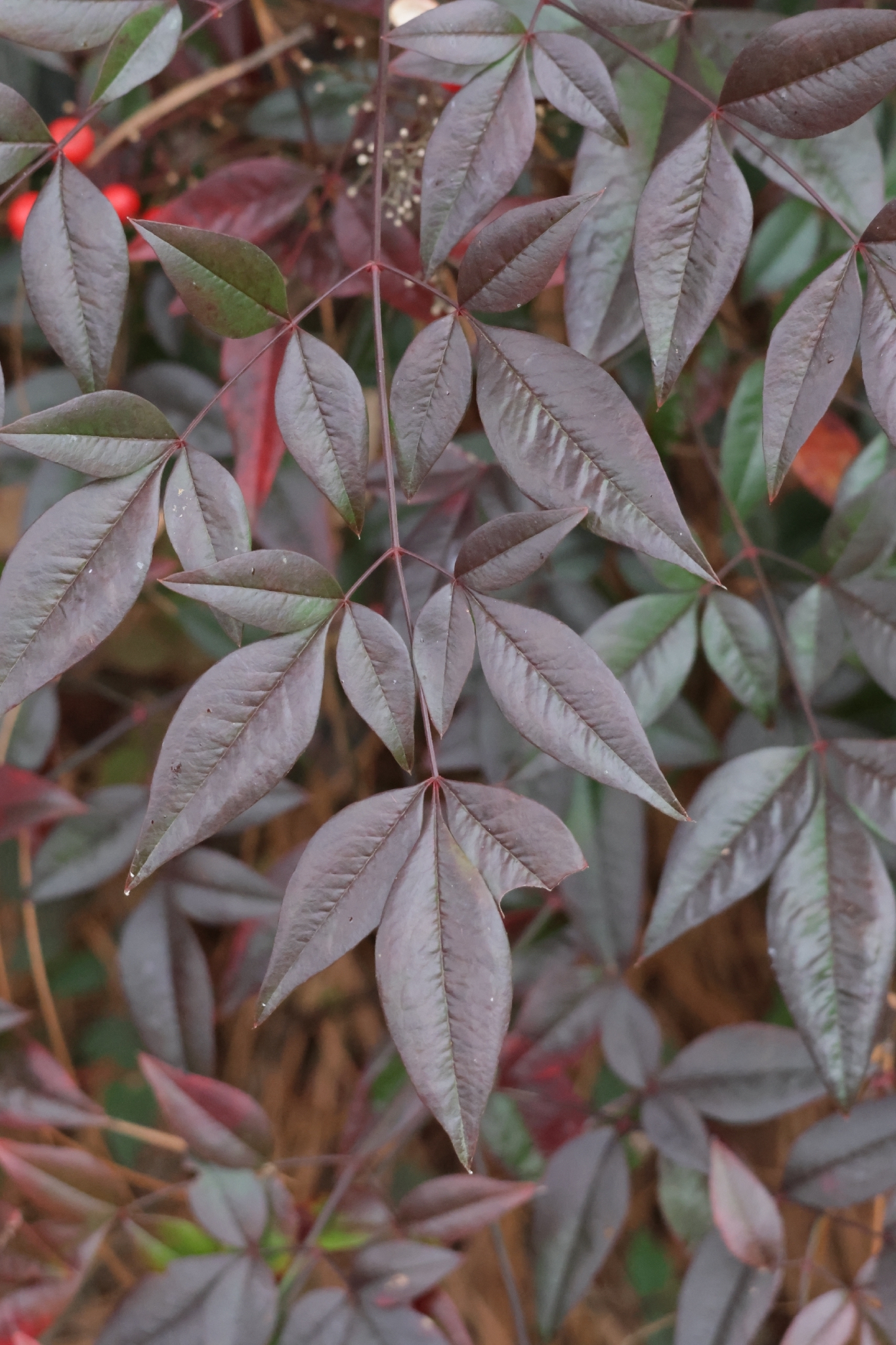 Heavenly bamboo