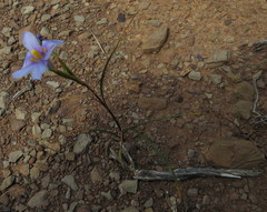 Moraea polyanthos