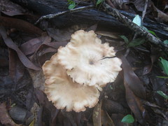 Pleurotus tuber-regium