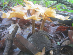 Pleurotus tuber-regium