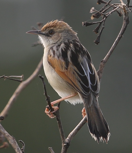 iNaturalist image