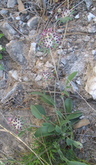 Anthyllis vulneraria