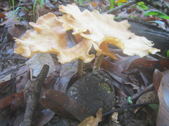Pleurotus tuber-regium