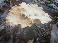 Pleurotus tuber-regium