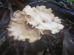 Pleurotus tuber-regium