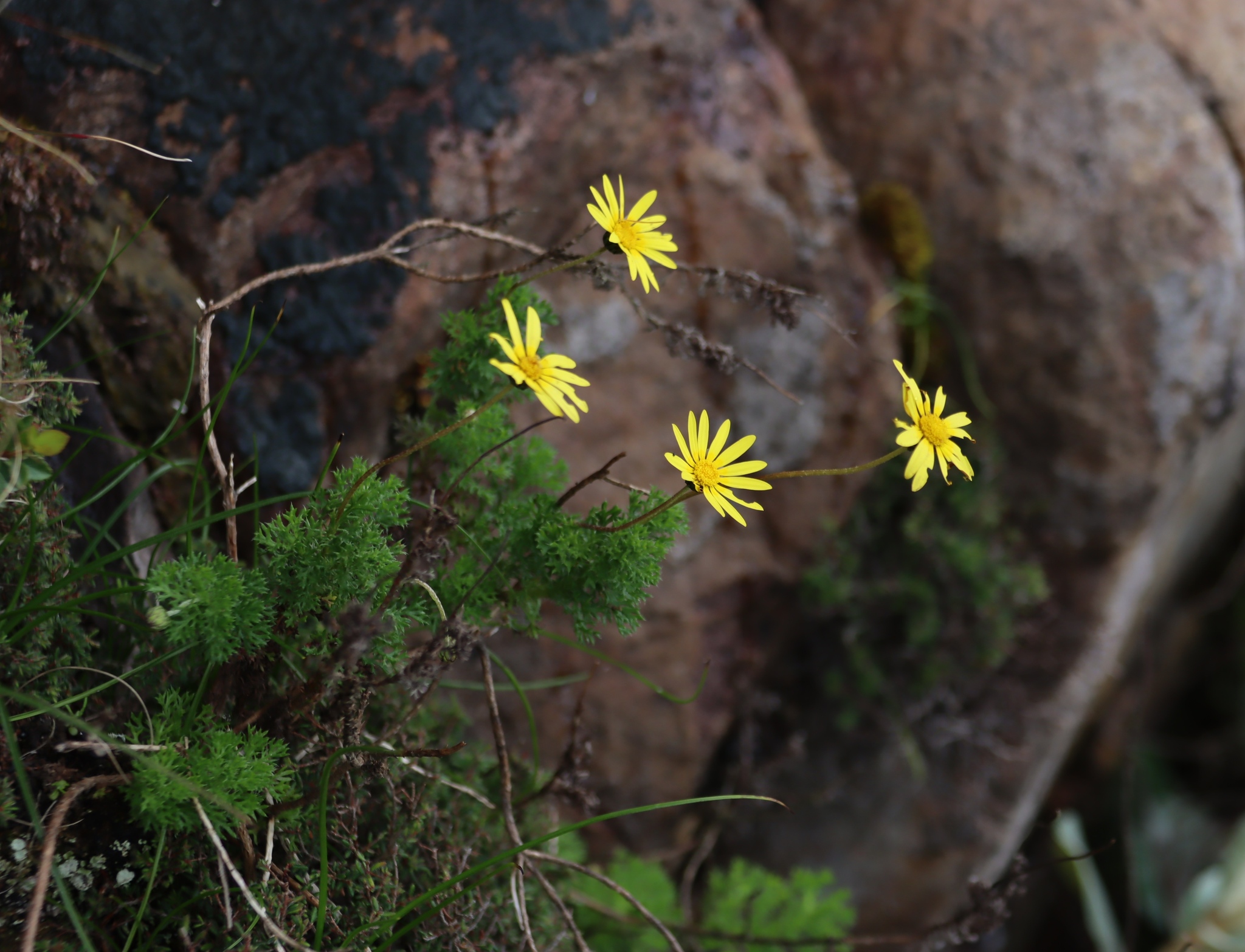 Mountain True-Eye (Euryops abrotanifolius)
