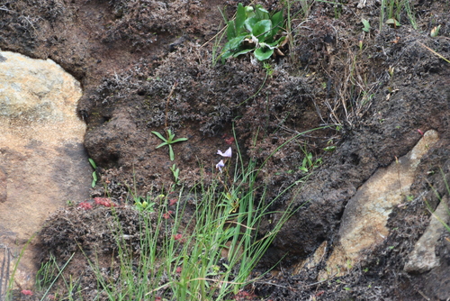 Fleck Disa (Disa maculata)