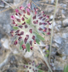 Anthyllis vulneraria