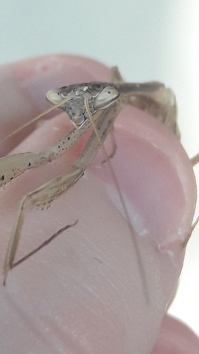 Egyptian Praying Mantis photo 5