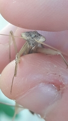 Mantidae