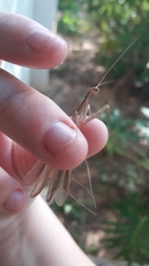 Mantidae