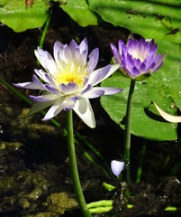 Nymphaea violacea