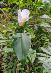 Costus arabicus