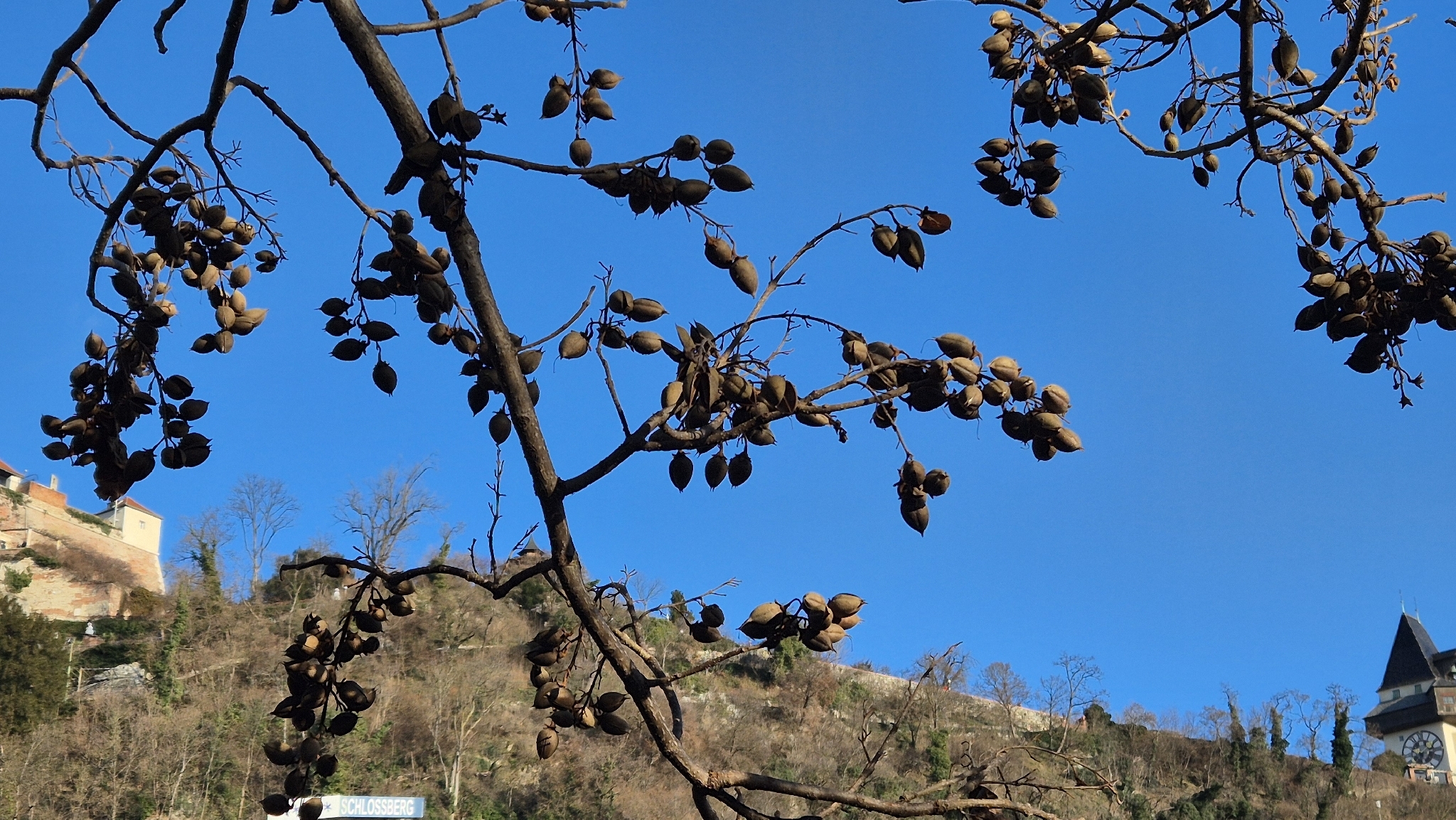 Paulownia tomentosa