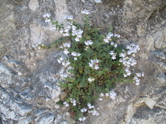 Chaenorhinum