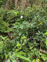 Costus arabicus
