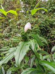 Costus arabicus