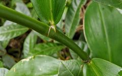 Costus arabicus