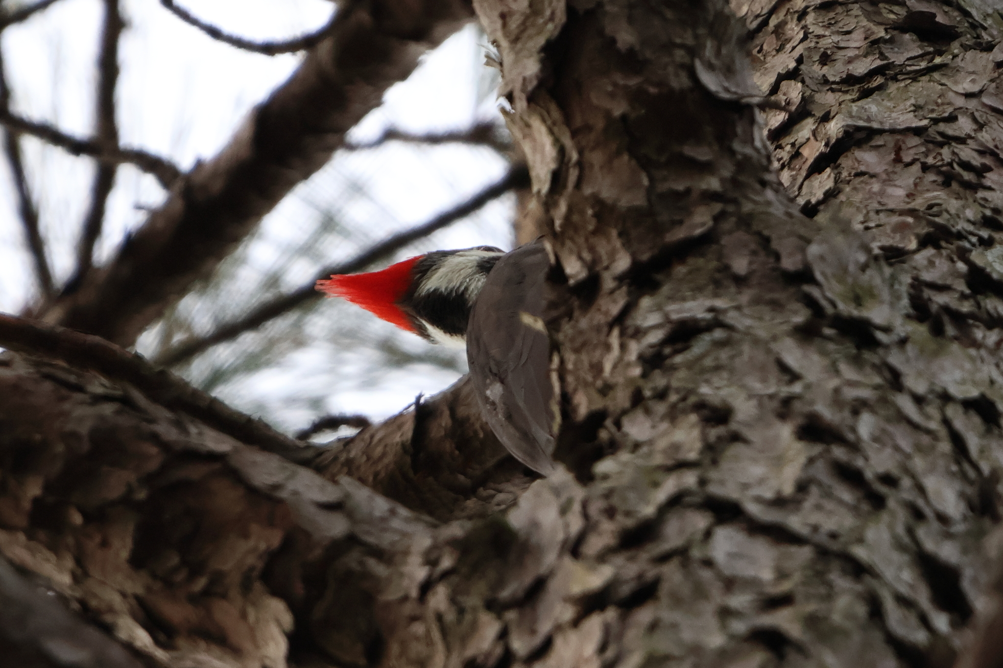 Pileated Woodpecker (Dryocopus pileatus), photo 7