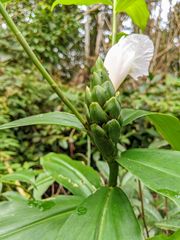 Costus arabicus