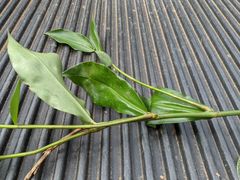 Costus arabicus