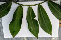 Costus arabicus