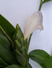 Costus arabicus